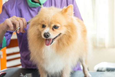 Dog getting hair cut