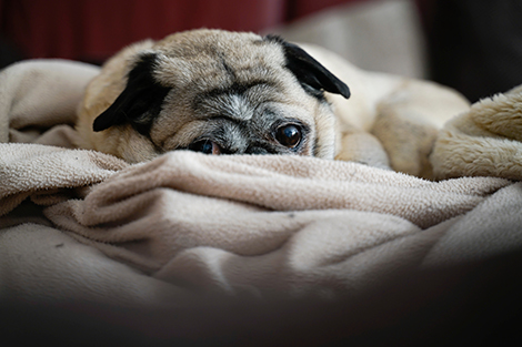 Older pug laying on blanket